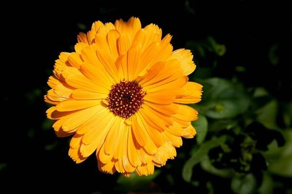 300+ nejlepších fotografií na téma Homeopatie · 100% bezplatné stažení · Základové fotografie Pexels