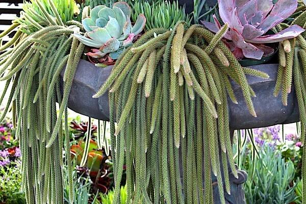 Disocactus (Aporocactus) flagelliformis (Rat tail cactus)