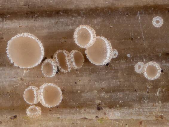 Cistella grevillei
