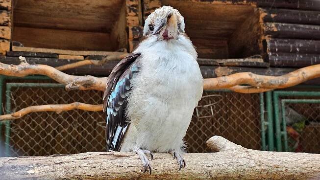 Na návštěvě Zoo Bojnice, nejstarší a nejnavštěvovanější zoologické zahrady na Slovensku – Ararauna.cz