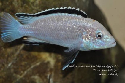 Labidochromis caeruleus Nkhomo Reef / Rare cichlid