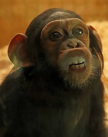 Šimpanzice Caila oslavila druhé narozeniny, přechází na jídelníček dospělých