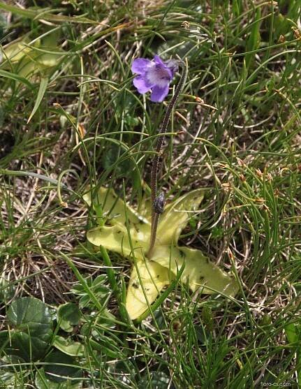 Tučnice obecná (Pinguicula vulgaris), rostlina
