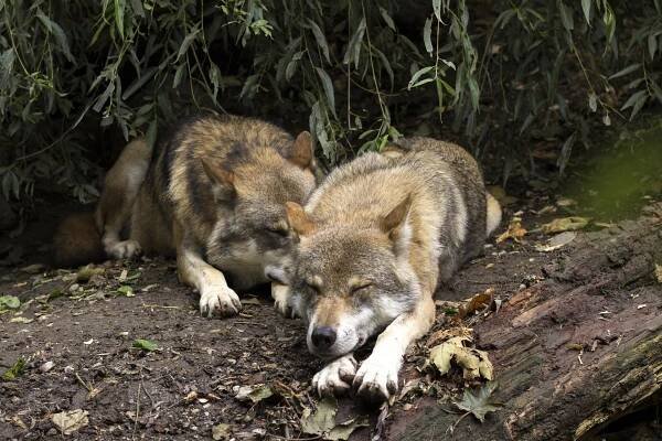 Vlk Vlci Canis Lupus Evropský - Fotografie zdarma na Pixabay