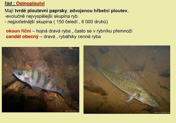 PPT - Strunatci PowerPoint Presentation, free download - ID:4342680