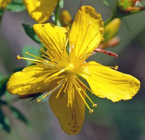 Soubor:Hypericum pulchrum - top (aka).jpg – Wikipedie