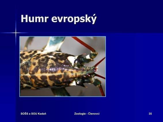 PPT - ZOOLOGIE KMEN: ČLENOVCI PowerPoint Presentation, free download - ID:542304
