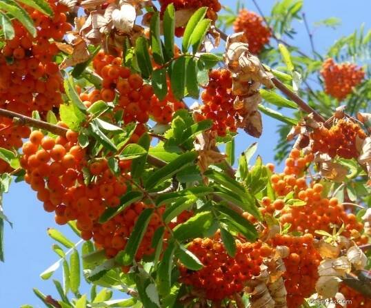 Jeřáb obecný, ptačí - Sorbus aucuparia Edulis
