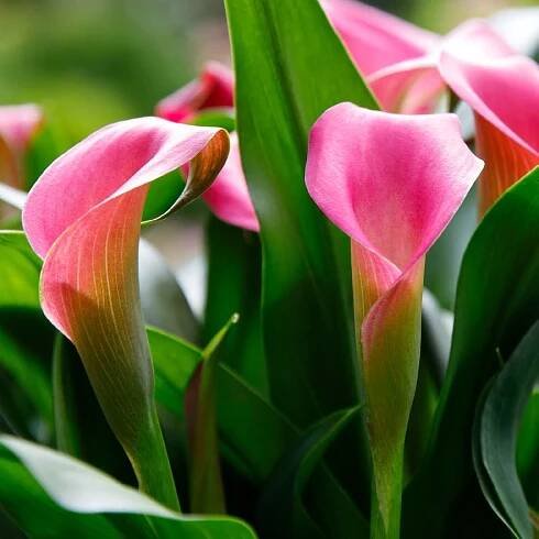 Decorum | Calla Zantedeschia catalogus 2024 | Vreugdenhil Bulbs & Plants by Vreugdenhil Bulbs & Plants - Issuu