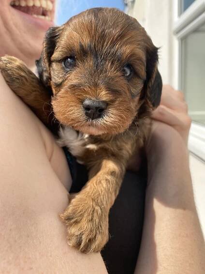 Cavapoochons | Licensed Breeders Cavapoochon UK