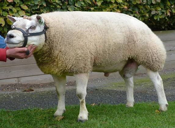 Texelaar fokkerij, Texel sheep - Texelaar fokbedrijf van Aken