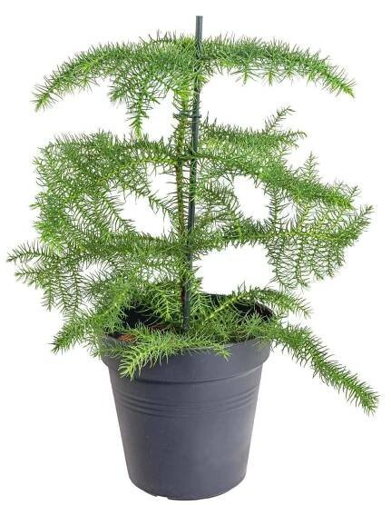 Blahočet ztepilý, Pokojová araukárie, Araucaria heterophylla