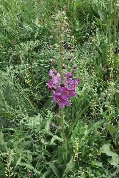 Divizna brunátná (Verbascum phoeniceum)