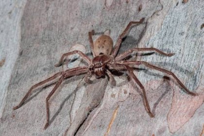 V Austrálii objevili nový druh obřího pavouka. Už na první pohled budí hrůzu