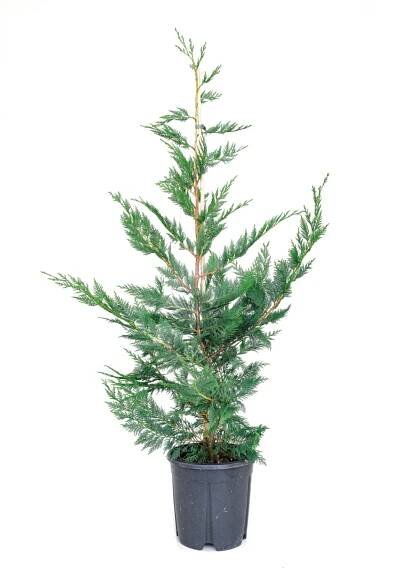 GROW by OBI Cypřišovec Leylandův (Cupressocyparis leylandii) výška 100 cm nakoupit u OBI