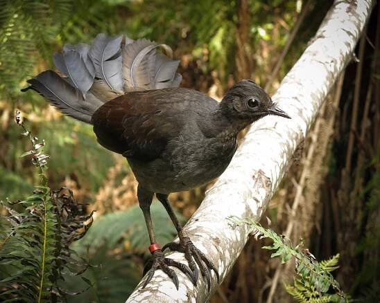 A female lyrebird stands alert, ready to defend her nest. Leg bands, like those seen here, enable scientists to keep track of individual birds.