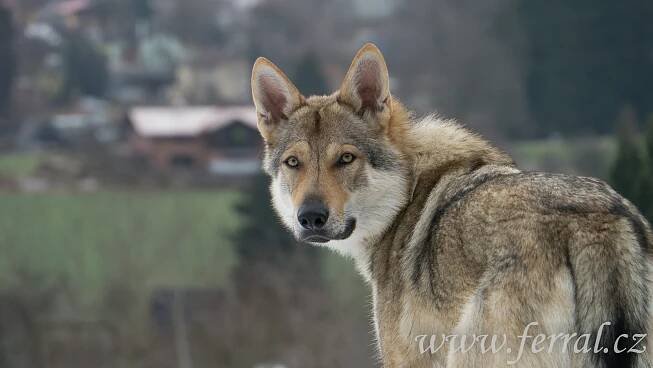 Ferral z Deštné hory - Buddywolf