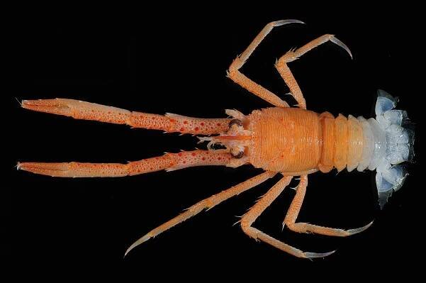 Hermit crab - Wikipedia
