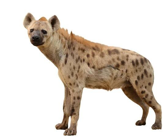 Stáhnout - Skvrnitá hyena izolované na bílém pozadí — Stock obrázek