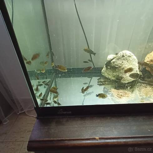 Prodám tropheus bemba a ancistrus