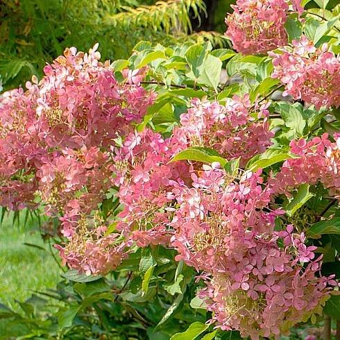 Hydrangea paniculata 'Phantom'