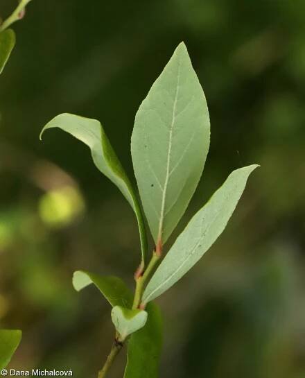 Vaccinium corymbosum – brusnice chocholičnatá • Pladias: Databáze české flóry a vegetace
