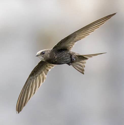 Common swift