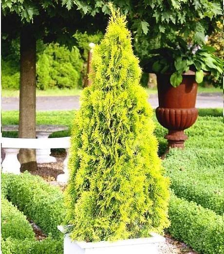 THUJE THUJA TUJE zlatý SMARAGD 120 cm Český prodej
