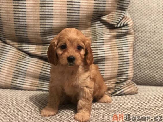 Štěňata Cavapoo na prodej. - 3/3