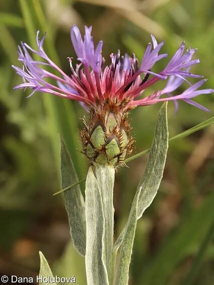 Centaurea triumfetti – chrpa chlumní