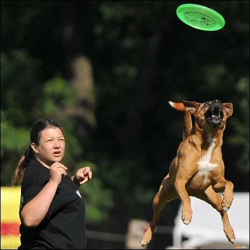 Ulli - Fotoalba - Mistrovství ČR v dogfrisbee 2012 - Nymburk