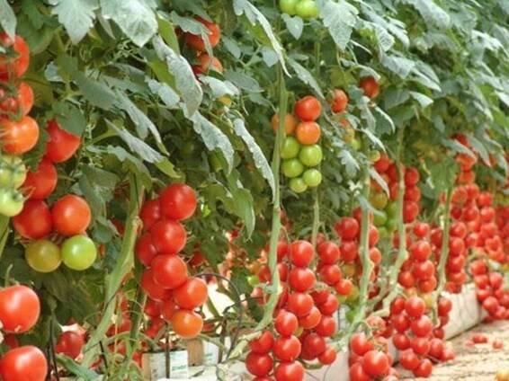 Agrolines Home 