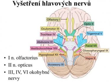 I n. olfactorius. II n. opticus. III, IV, VI okohybné nervy. I olphactory nerve - smell sense. Anosmia = olphactory groove, anterior fossa! Uncinate fits = olfactory pseudo hallucination - caused by medial temporal pole – tumours! II optic nerve = visual field testing. Confrontation of patient´s and investigator´s visual fields. computer perimetry. III, IV, VI oculomotor nerves. lids - symmetry, ptosis globes misalignment = strabismus. eye movements. primary, secondary and tertiary positions of the eyes are investigated. nystagmus (direction - horizontal, vertical or rotatory, intensity - I, II, III, amplitude - fine, coarse) oculomotor palsy (note the direction, which muscle is weak ) diplopia (double vision) pupils. regular, round and symmetric = isocoria. miosis x mydriasis x anisocoria. Photoreaction direct x indirect. Near reaction - convergence and pupilar constriction. 12.
