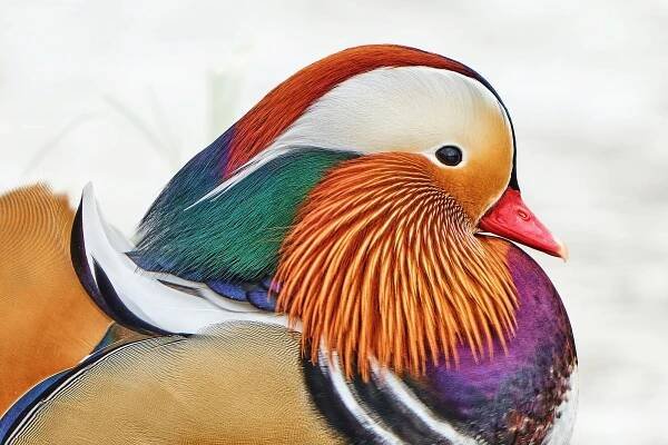 Kachnička mandarinská (Aix galericulata)