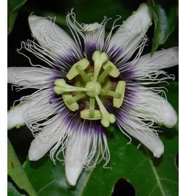 Mučenka jedlá - Passiflora edulis - prodej semen - 5 ks