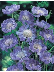 Scabiosa columbaria BUTTERFLY BLUE