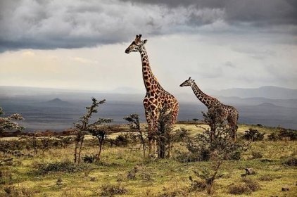 Umělecká fotografie Giraffe