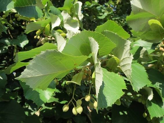 Tilia tomentosa