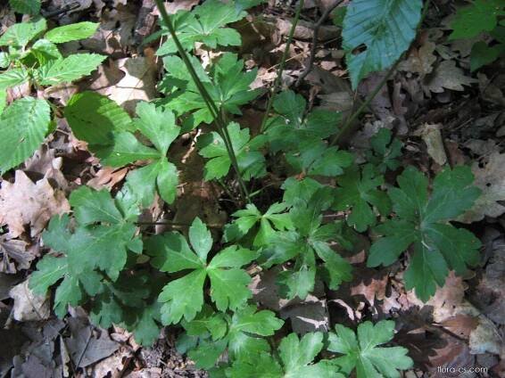 Žindava evropská (Sanicula europaea)