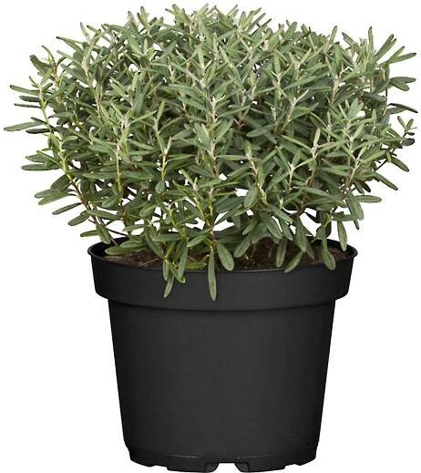 OBI Keříčkový rozrazil "Green Globe" výška cca 5 - 10 cm květináč cca 1 l nakoupit u OBI