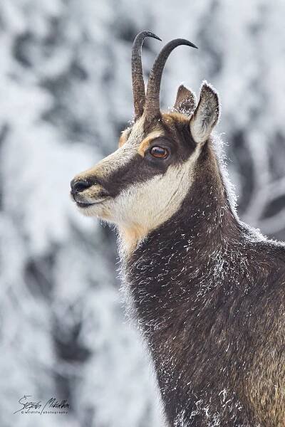 Sudokopytníci turovití | Štěpán Mikulka | Wildlife fotograf