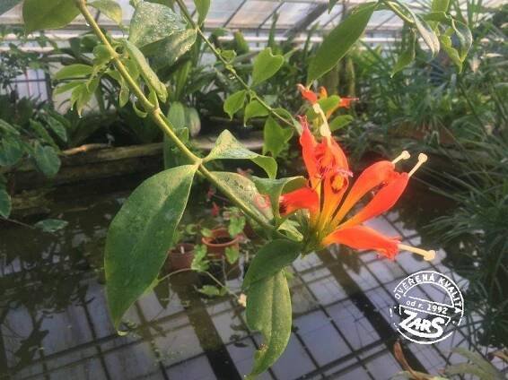 Foto Botanická zahrada a Rozárium Výstaviště Flora Olomouc