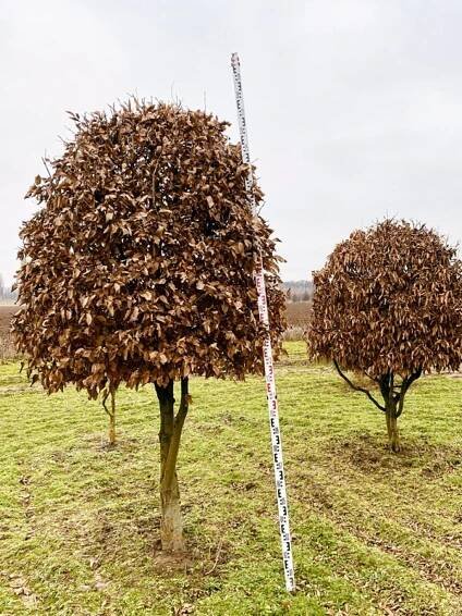 Carpinus bet. | Homole EI-Forme - Habr | Starkl - zahradní­k spol. s r.o. STROMY