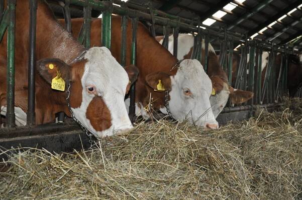 Nebe na zemi pro dojnice - Agropress.cz
