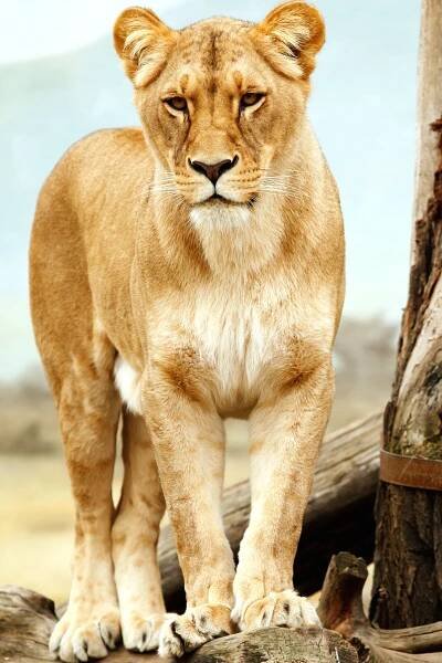 lvice, lion, Safari, divoké, volně žijící zvířata, ZOO park, Afrika