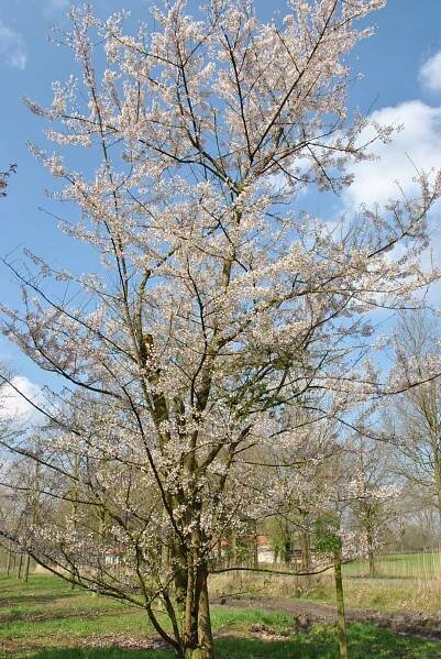 Prunus incisa 'Lotte'