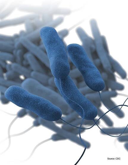 Illustration of Legionella pneumophila