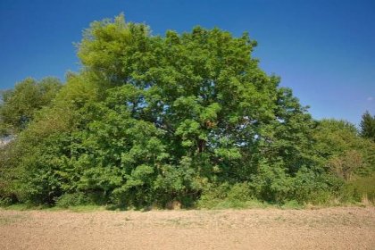 Seznam památných stromů v okrese Prostějov – Wikipedie