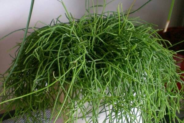 Rhipsalis Cassutha planta colgante rara
