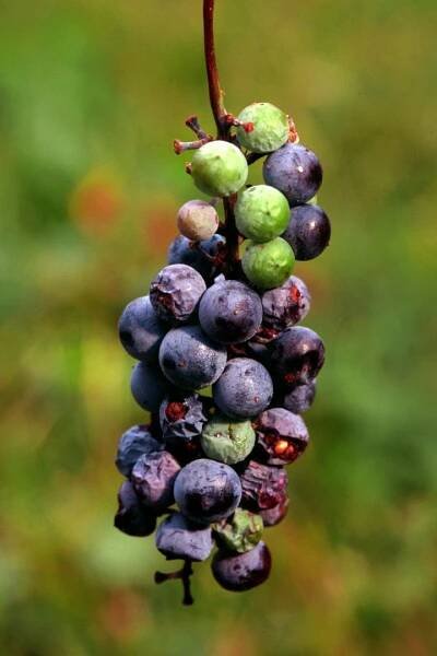 Vitis aestivalis. Foto © Wikimedia Commons